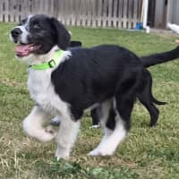 Photo of Sherlock