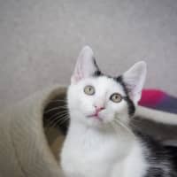 Photo of Peanut