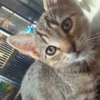 Photo of Tally