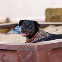 Photo of Macy   2 Year Old Rottweiler X