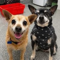 Photo of Xena And Nitro