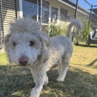 Photo of Sadie