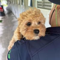 Photo of Cinna
