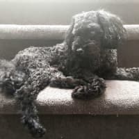 Photo of Sherlock And Willow Picton