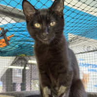 Photo of Black Panther