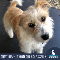 Photo of Luisa   19 Month Old Jack Russell X (Trial)