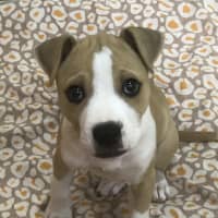 Photo of Whiskey