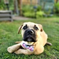 Photo of Coco