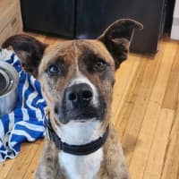 Photo of Nellie "Urgent Foster Carer Needed"