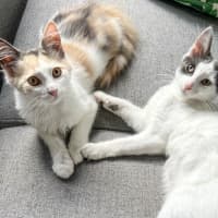 Photo of Maple & Misty 