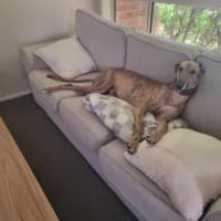 Photo of Spud, The Greyhound