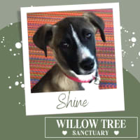Photo of Shine