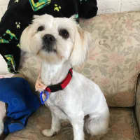 Photo of Pear & Coco   1.5 Year Old Maltese X Shih Tzu