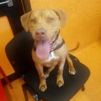 Photo of Goose