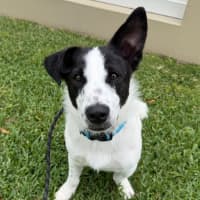 Photo of Peanut 