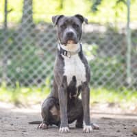 Photo of Cobalt