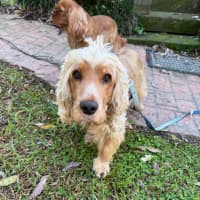 Photo of Honey