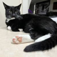 Photo of Oreo *9 Lives Project Rescue*