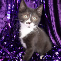 Photo of Rivet