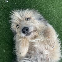 Photo of Scrappy Imp 1855