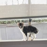 Photo of Archie