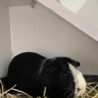 Photo of Pippin (Bonded To Gandalf)