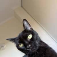 Photo of Penny