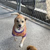 Photo of Buster