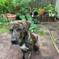 Photo of Humphrey   10 Month Old Bull Mastiff X