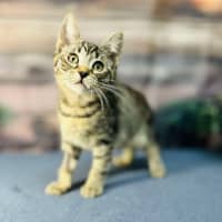 Photo of Apollo   Meet Me In Preston