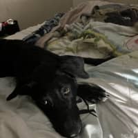 Photo of Luna Aka Lu Lu