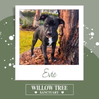 Photo of Evie