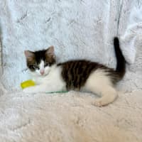 Photo of Victor   On Display At Vets On Parker