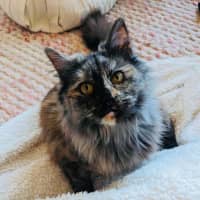 Photo of Sage   In Foster Care In Thornbury