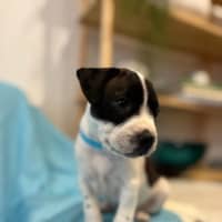 Photo of Alfie