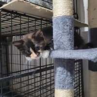 Photo of Mercy *9 Lives Project Rescue*