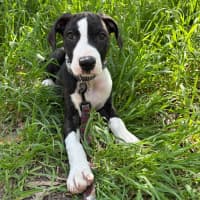 Photo of Buttercup