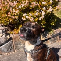 Photo of Barney