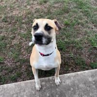 Photo of Rex