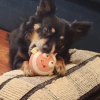 Photo of Elvis   7 Year Old Pomeranian X Chihuahua