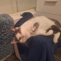 Photo of Daisy