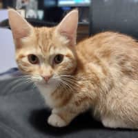 Photo of Maple Syrup