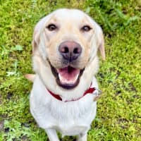 Photo of Penny