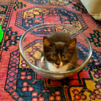 Photo of Oreo