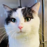 Photo of Captain Sushi