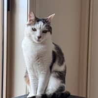 Photo of Clover