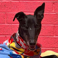 Photo of Roo The Greyhound