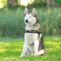 Photo of Atlas