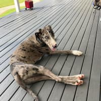 Photo of Thumper