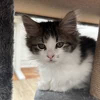 Photo of Pancake